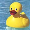 duck avatar
